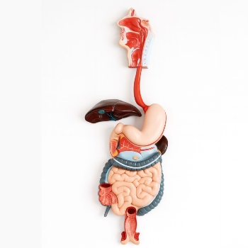 Digestive System